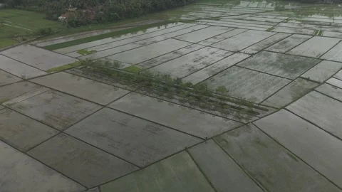 Raw drone video in rice fields Video stock 285385997