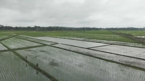 Raw drone video in rice fields Stock Footage 285386038