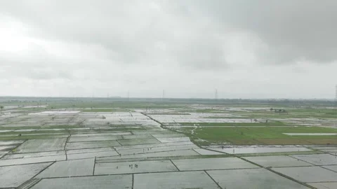Raw drone video in rice fields Stock Footage 285386134