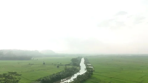 Raw drone video in rice fields Stock Footage 285386289