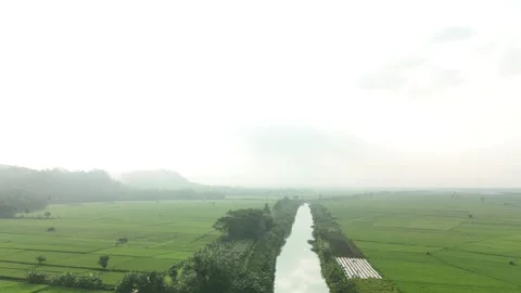 Raw drone video in rice fields Stock Footage 285386345