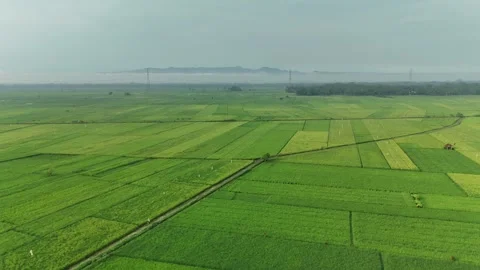 Raw drone video in rice fields Stock Footage 285386415