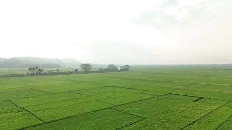 Raw drone video in rice fields Stock Footage 285386616