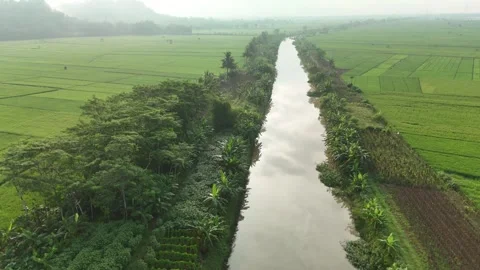 Raw drone video in rice fields Stock Footage 285386623