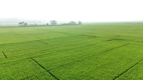 Raw drone video in rice fields Stock Footage 285386647