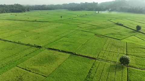 Raw drone video in rice fields Stock Footage 285386733