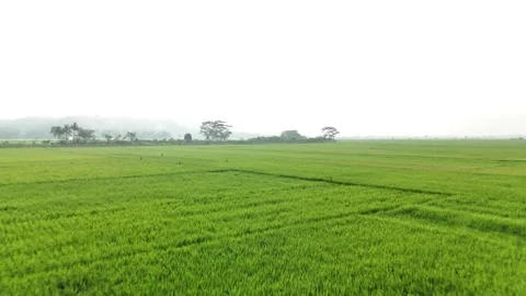 Raw drone video in rice fields Stock Footage 285386735