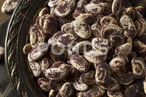 Raw Dry Organic Christmas Beans Stock Photos