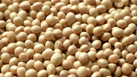 Raw dry soy bean seed food organic healthy food, video footage 4k. Stock Footage 158881836
