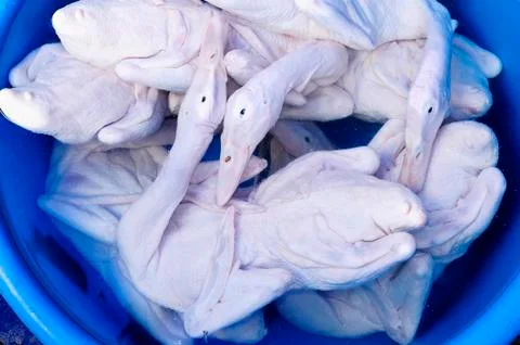 Raw ducks Stock Photos