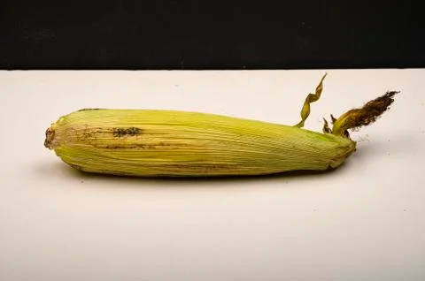 Raw ear of corn on a white background. Autumn harvest, Healthy food. Fitness  Stock Photos