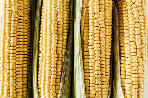 Raw ears of corn. Flat lay, top view vegetarian food concept. Stock Photos
