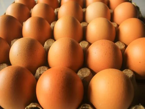 Raw egg Chik Foto stock