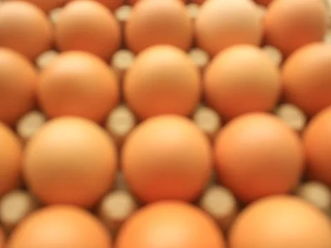 Raw egg Chik Foto stock