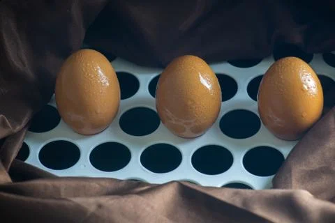 Raw Eggs Stock Photos