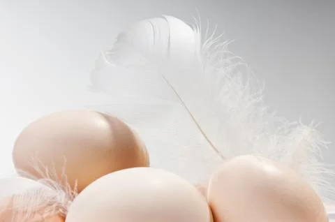 Raw eggs in shells and white fluffy feather Stock Photos