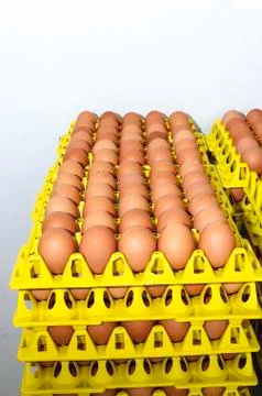 Raw eggs on the shelves Stock Photos