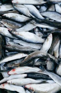 Raw fish background. Gray mullet. Stock Photos