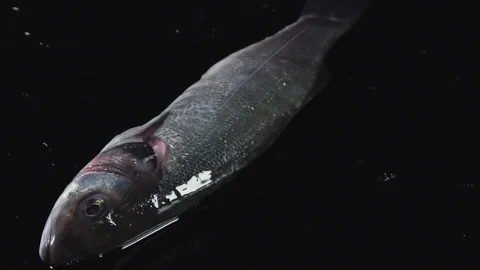 Raw fish is on a black background. Stock Footage 113265255