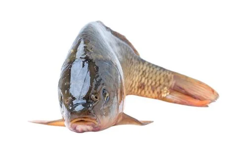 Raw fish carp isolate on a white background Foto stock