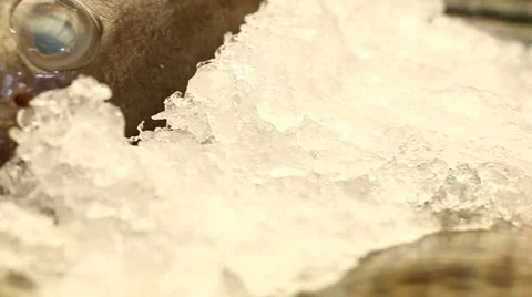 Raw Fish Close up seating on Ice Stock Footage 49498949