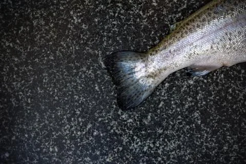 Raw fish on dark background Stock Photos