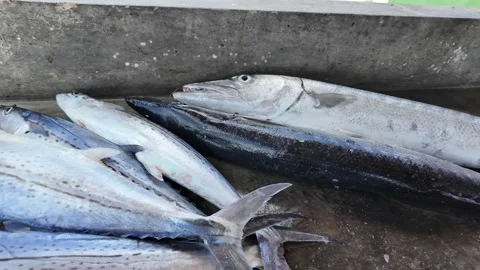 Raw Fish Displayed at Local Seafood Market Video stock 336697413