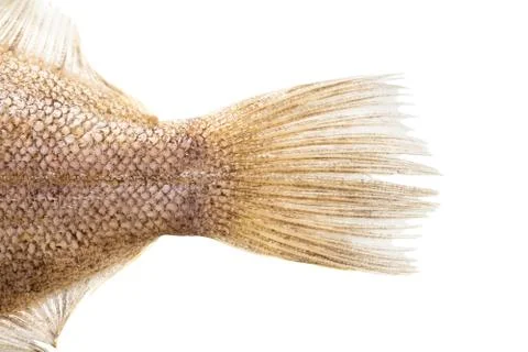 Raw fish flounder, tail closeup Stock Photos