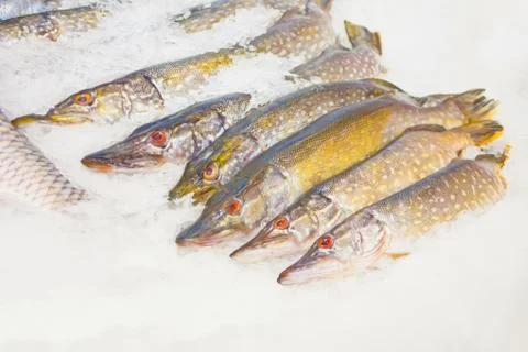 Raw fish fresh ice cooled in seafood market. Photos