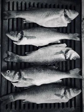 Raw Fish on grill Stock-Fotos