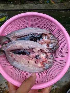 Raw fish that has been cleaned. raw fish slices Stock Photos
