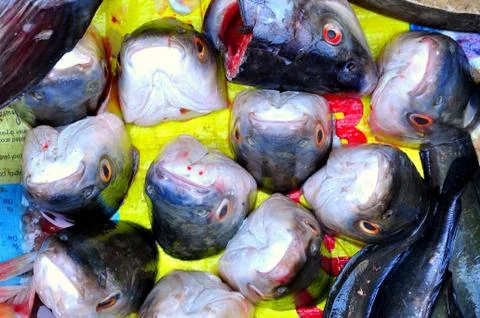 Raw fish heads Stock Photos