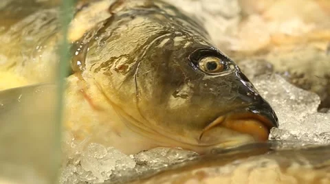 Raw Fish on ice in the market Stock Footage 49500061