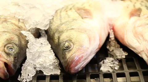 Raw Fish on Ice in the Market Stock Footage 49500538