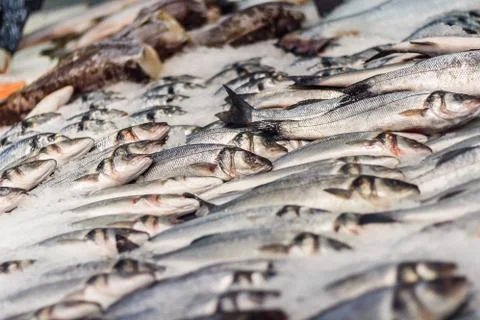 Raw fish on ice Stock Photos