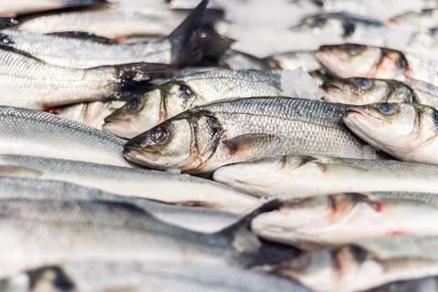 Raw fish on ice Stock Photos