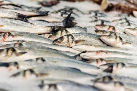 Raw fish on ice Stock Photos