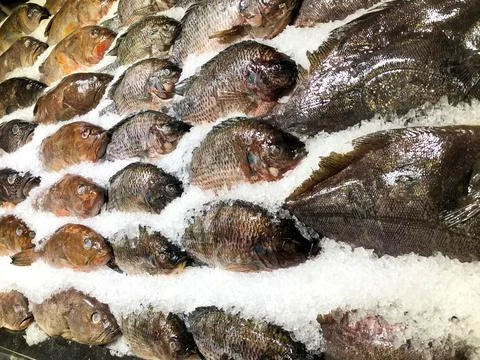 Raw fish in ice in the supermarket Stock Photos