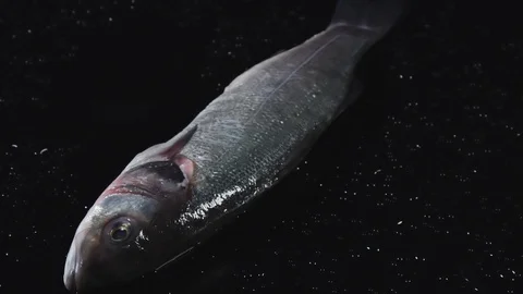 Raw fish is lying on a black background. Stock Footage 113204598