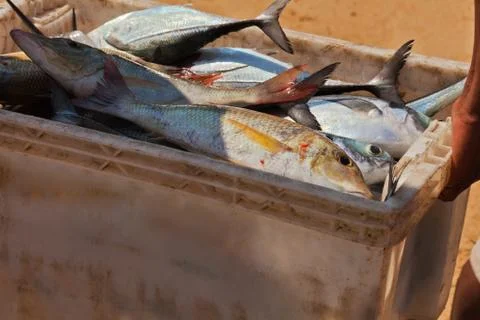 Raw fish Stock Photos