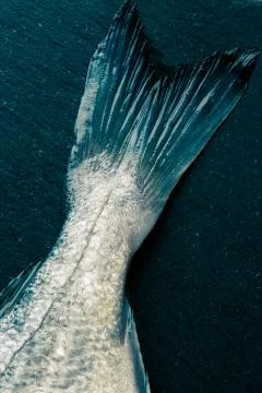 Raw fish placed on the diagonal on black background Stock Photos