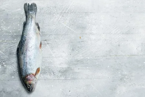 Raw fish salmon. Stock Photos