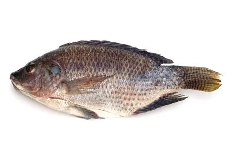 Raw fish on white Stock Photos