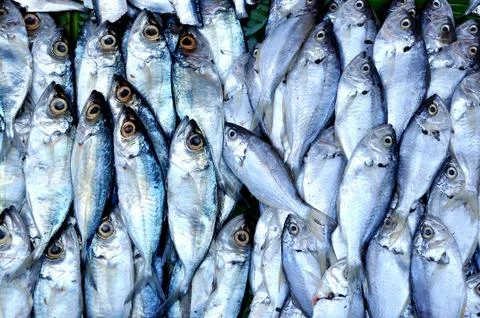 Raw fishs Stock Photos