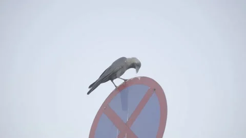Raw Footage of Crow Standing on a 'NO STOPPING' sign pole Stock Footage 221020883
