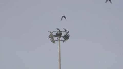 Raw Footage of Group of Crows Flying off from a Light Pole Stock Footage 221020291