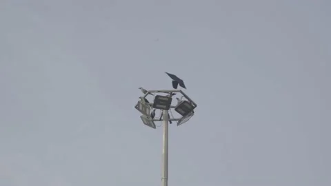 Raw Footage of Group of Crows Flying and seating on a Light Pole Stock Footage 221020417