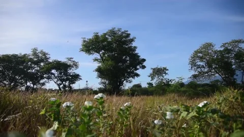 Raw Footage, Summer Landscape With Tree On Meadow, Hutan Kota Palu, Indonesia Video stock 220117593