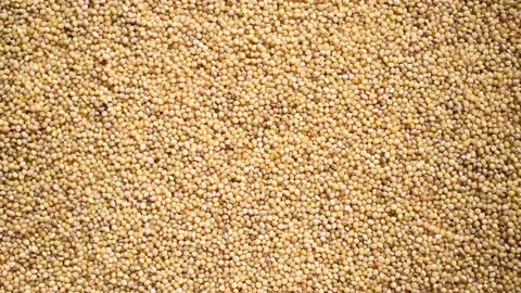 Raw Foxtail millet Stock Footage 152204360