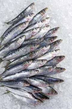 Raw fresh Atlantic sardines on ice offered as top view as design element Stock Photos
